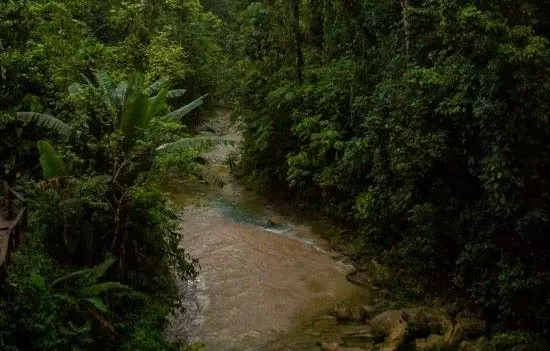 Floresta em Pé x Floresta Derrubada: como mostrar o valor da Amazônia Sustentável?